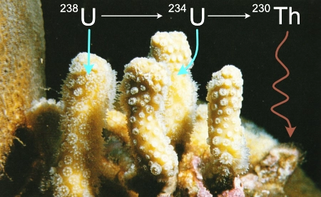 Les coraux absorbent l'Uranium mais pas le Thorium